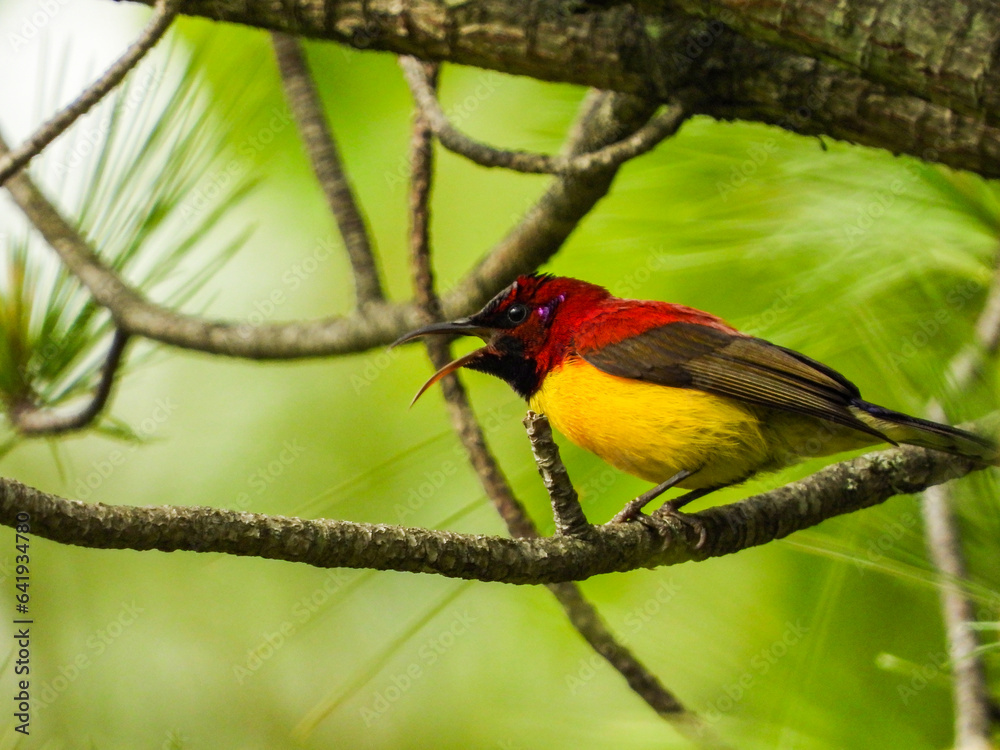 Birds of Bhutan, wildlife and nature. Travel, ecotourism, forests and nature in Bhutan Birds of Bhutan, wildlife and nature. Travel, ecotourism, forests and nature in Bhutan