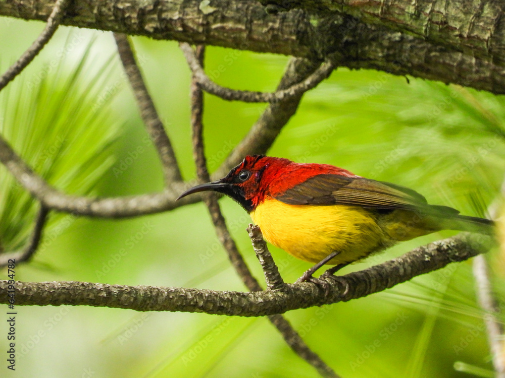 Birds of Bhutan, wildlife and nature. Travel, ecotourism, forests and nature in Bhutan Birds of Bhutan, wildlife and nature. Travel, ecotourism, forests and nature in Bhutan