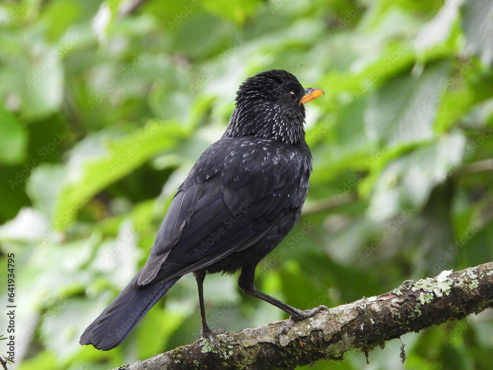 Birds of Bhutan, wildlife and nature. Travel, ecotourism, forests and nature in Bhutan Birds of Bhutan, wildlife and nature. Travel, ecotourism, forests and nature in Bhutan