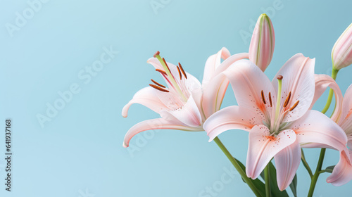 Beautiful lily flower on the pastel background