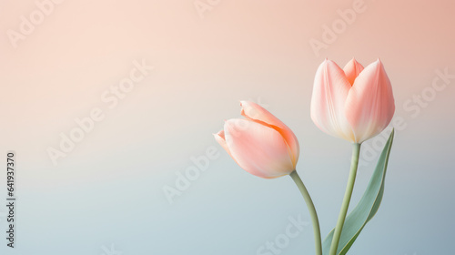 tulip flower on the pastel color © EmmaStock