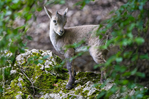 Fototapeta Naklejka Na Ścianę i Meble -  Young alpine ibex in the Alps