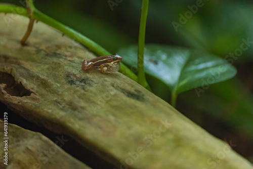 Closeup of a male Anthony's poison arrow frog calling on a log