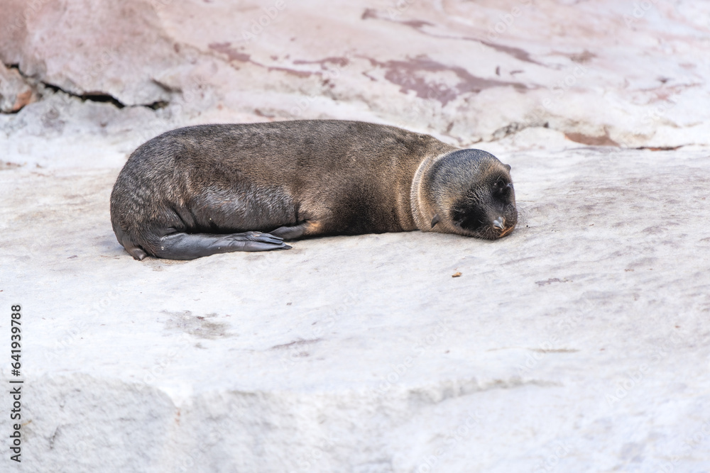 Fototapeta premium Young Californian sea lion resting on a rock
