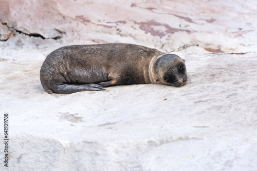 Young Californian sea lion resting on a rock