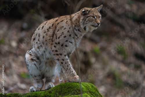 Closeup of a eurasian lynx