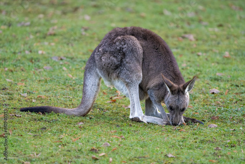 Closeup of an Eastern grey kangaroo