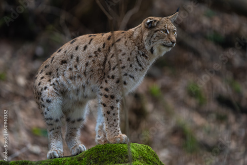 Closeup of a eurasian lynx © Thorsten Spoerlein