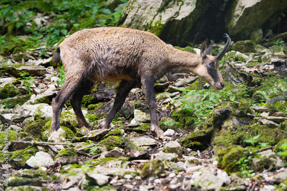 Naklejka premium European chamois in the alps