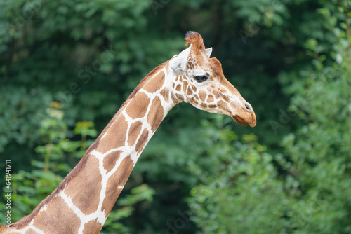 Closeup portrait of a Giraffe