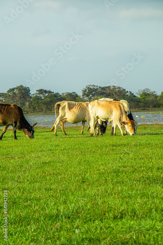 Cows grazing on green meadow in sunny day. © DINESH MADUSANKA