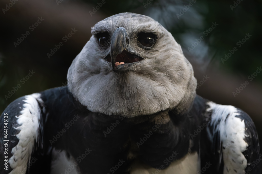 Fototapeta premium Closeup portrait of a Harpy eagle