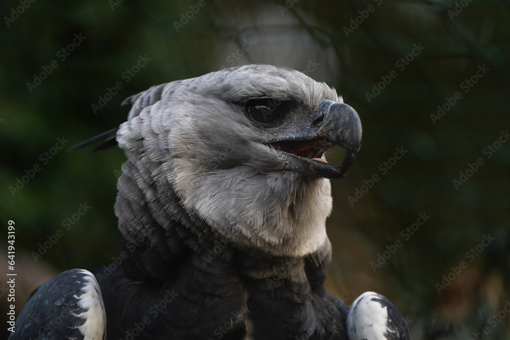 Fototapeta premium Closeup portrait of a Harpy eagle