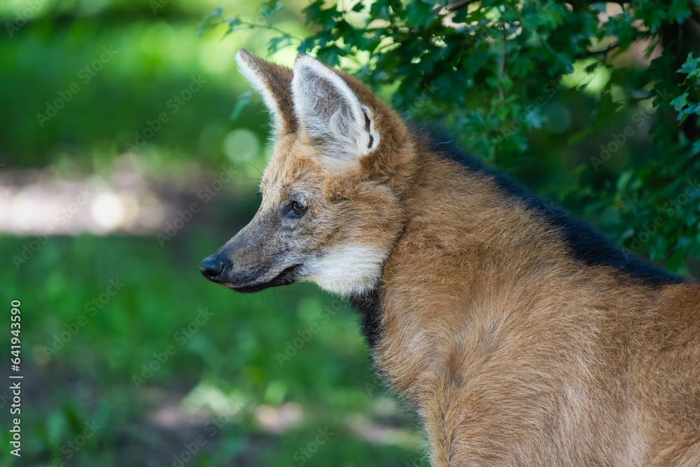 Fototapeta premium Closeup portrait of a maned wolf