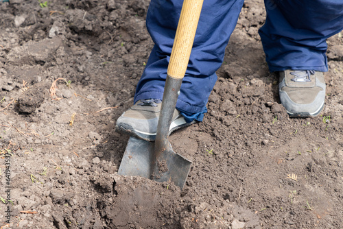 Worker digs soil with shovel. Male gardener with a shovel digging ground in on a backyard, a garden bed or a farm.