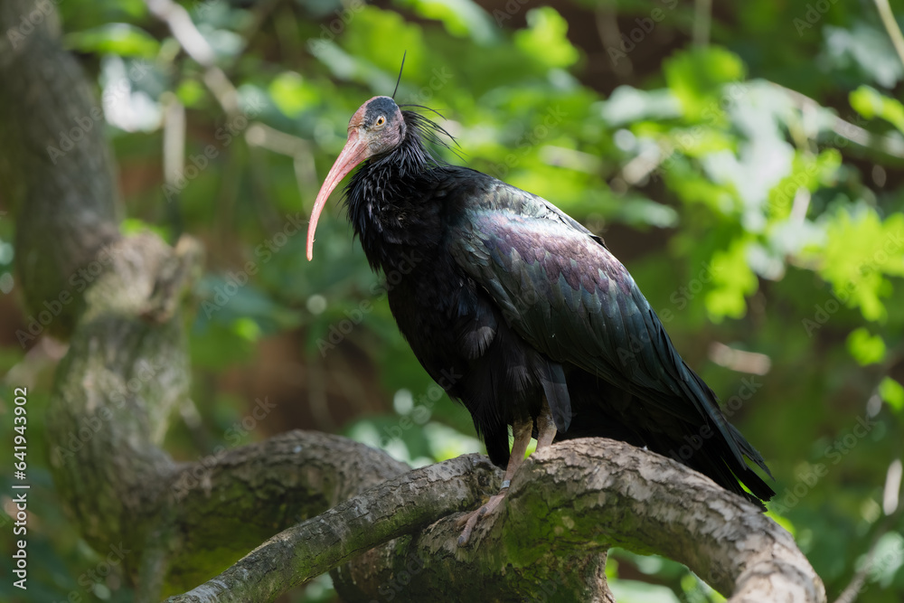 Closeup of a northern bald ibis