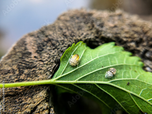 Megacopta cribraria, also called bean plataspid, kudzu bug, globular stink bug and lablab bug photo