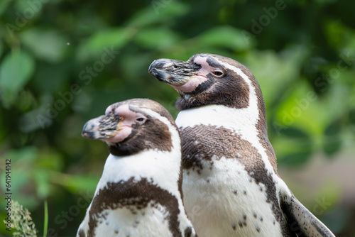 Closeup portrait of a pair of peruvian penguins © Thorsten Spoerlein
