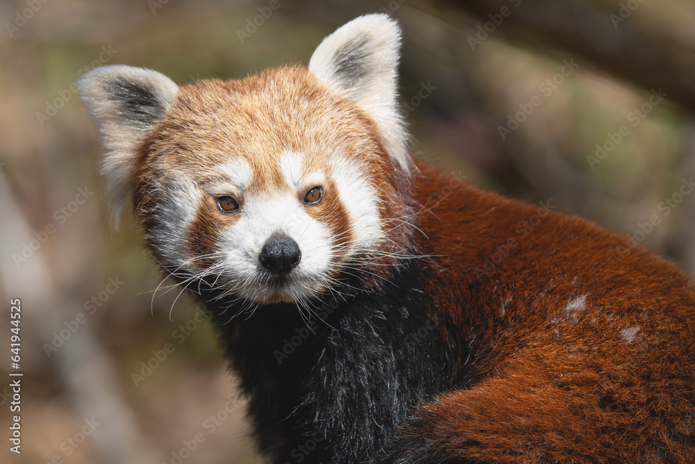 Obraz premium Closeup portrait of a Red Panda
