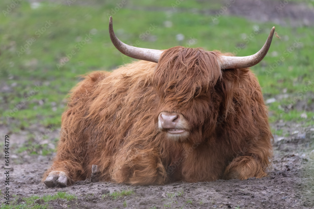 Closeup of Scottish highland cattle