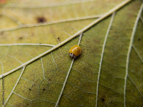 Coelophora inaequalis, variable ladybug, common Australian lady beetle or Australian ladybug photo