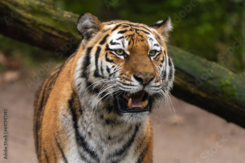 Closeup portrait of a Siberian Tiger showing its bottom teeth