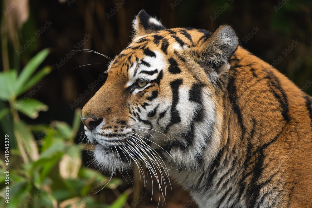 Closeup portrait of a Siberian Tiger Closeup portrait of a Siberian Tiger