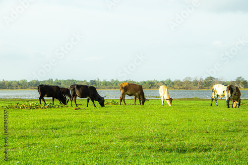 Herd of cows grazing on green meadow near the lake.
