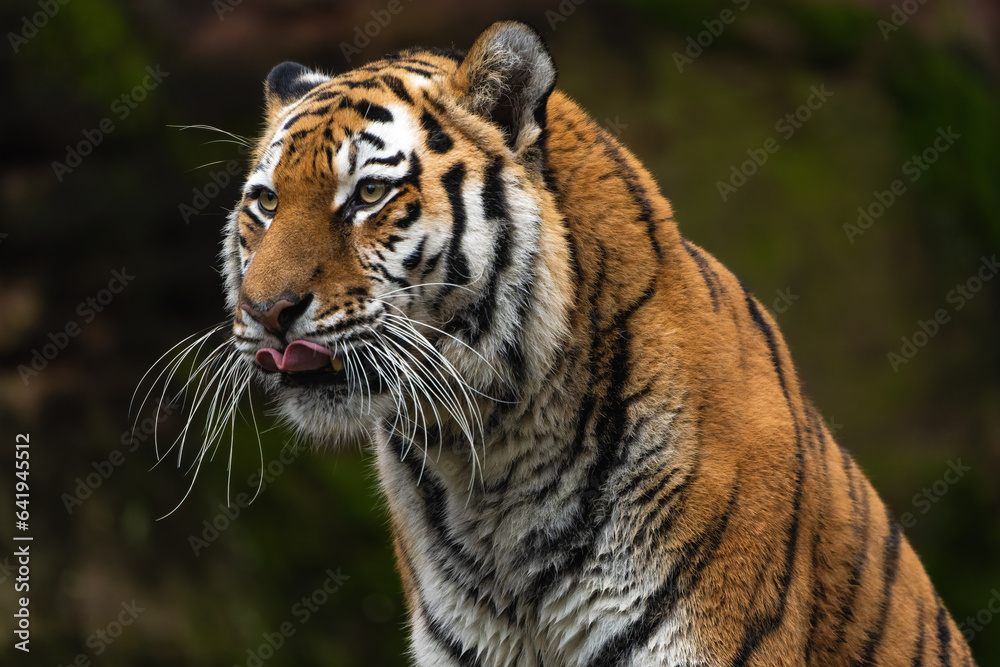 Closeup portrait of a Siberian Tiger looking to the side Closeup portrait of a Siberian Tiger looking to the side