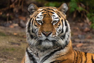 Tableau sur verre  Closeup portrait of a Siberian Tiger  © Thorsten Spoerlein