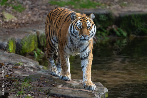 Siberian Tiger walking 