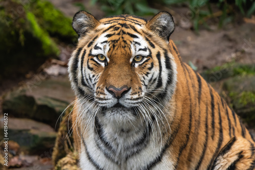 Closeup portrait of a Siberian Tiger © Thorsten Spoerlein
