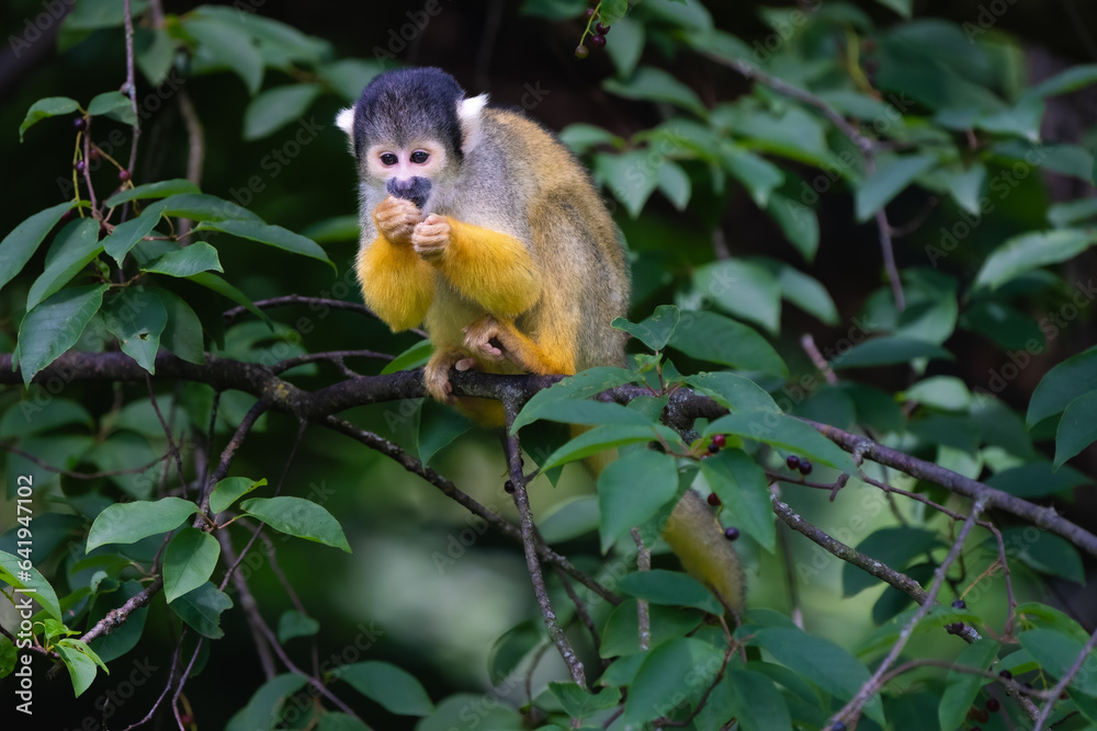 Obraz premium Squirrel monkey in a tree