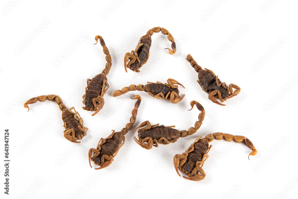 Fototapeta premium Dried scorpion isolated on White Background