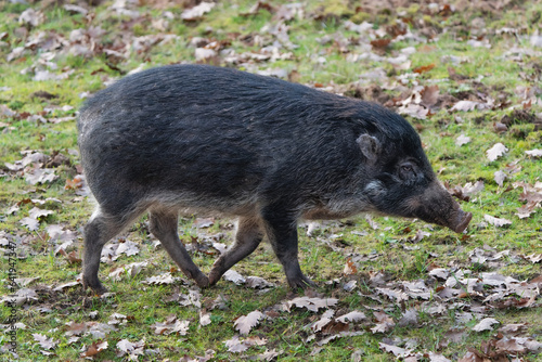 Visayan warty pig looking for food on the ground