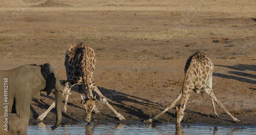 Wallpaper Mural Slow motion close-up. Two giraffe with stretched out legs and an elephant drinking at a waterhole  Torontodigital.ca