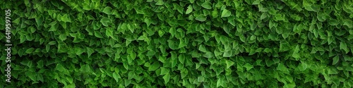 Leaves background. Botanical elegance. Decorative ivy on garden. Summer embrace. Green foliage adorns wall