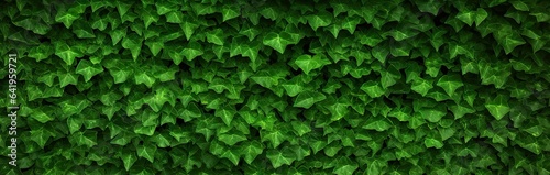 Leaves background. Botanical elegance. Decorative ivy on garden. Summer embrace. Green foliage adorns wall © Bussakon
