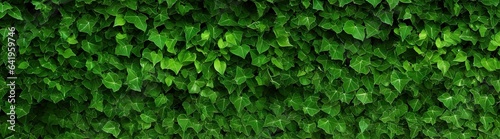 Leaves background. Botanical elegance. Decorative ivy on garden. Summer embrace. Green foliage adorns wall © Bussakon