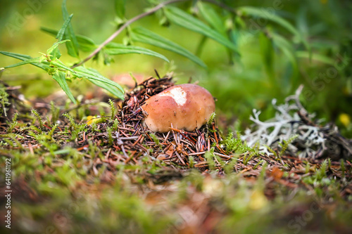 Beautiful boletus edulis mushroom in amazing green moss. © Daniela