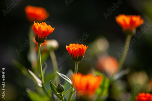 Orange Calendula flowers in nature