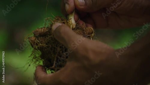 Indian Hand Cleans Ginger Or Turmeric Plant Roots