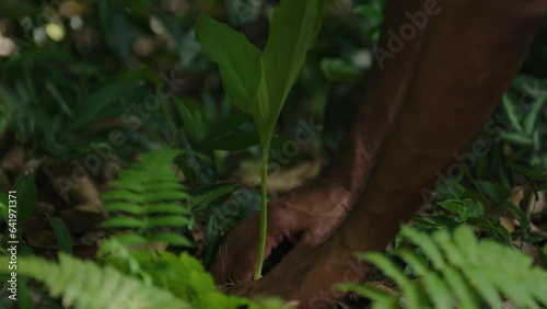 Asian Indian hands clear away soil from a Ginger or fresh Turmeric root plant