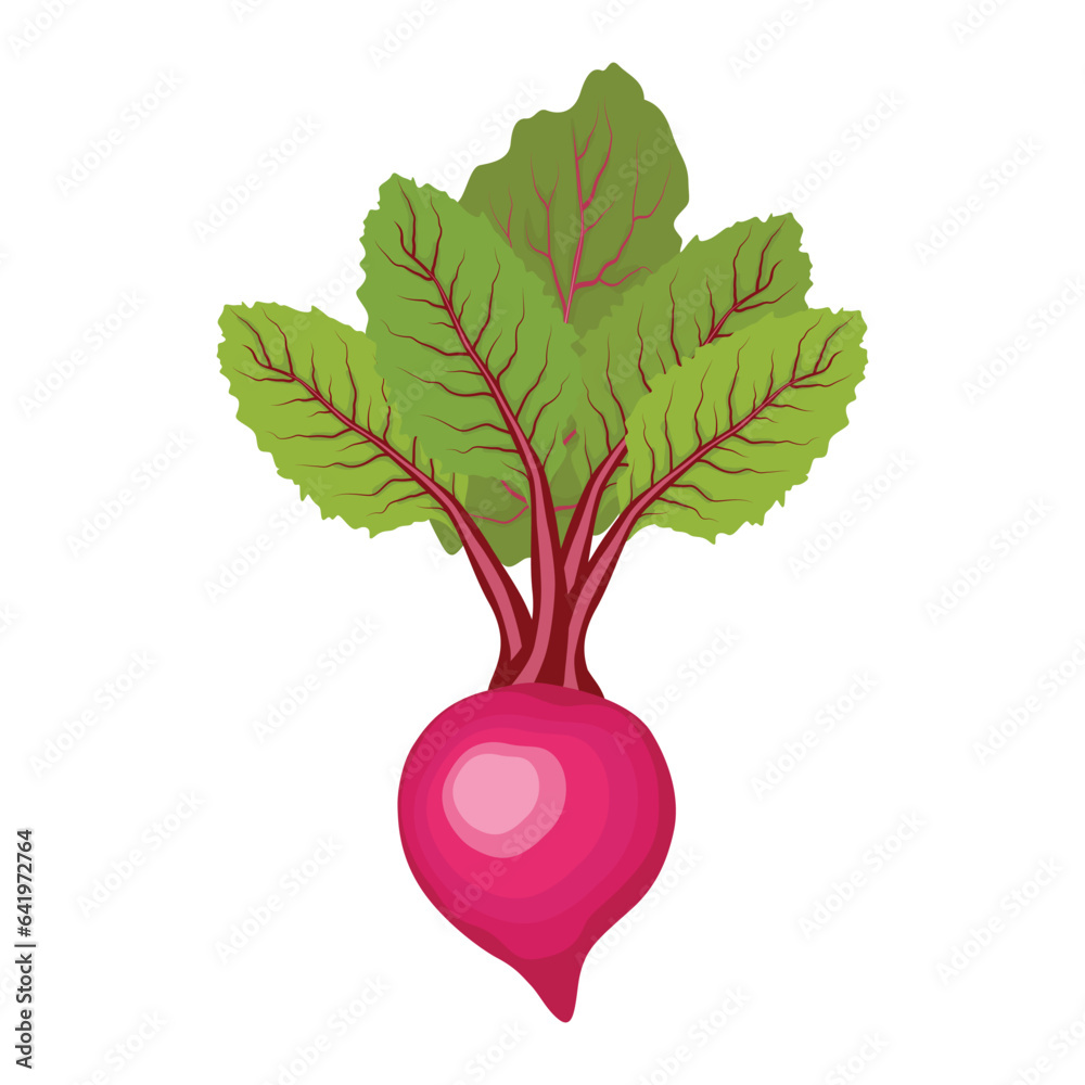 Vector illustration single and set of beetroot in cartoon flat style