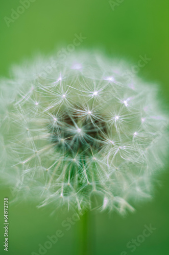 Macro photo of a dandelion on a green background