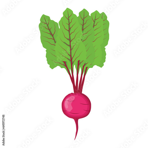 Vector illustration single and set of beetroot in cartoon flat style. Whole, cut, sliced of organic healty beet vegetable farmer product. Set of beet in different forms isolated on white background.