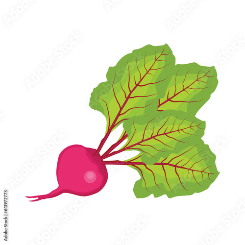 Vector illustration single and set of beetroot in cartoon flat style. Whole, cut, sliced of organic healty beet vegetable farmer product. Set of beet in different forms isolated on white background.