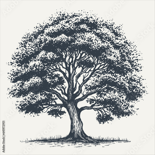 Oak tree. Vintage woodcut engraving style vector illustration.