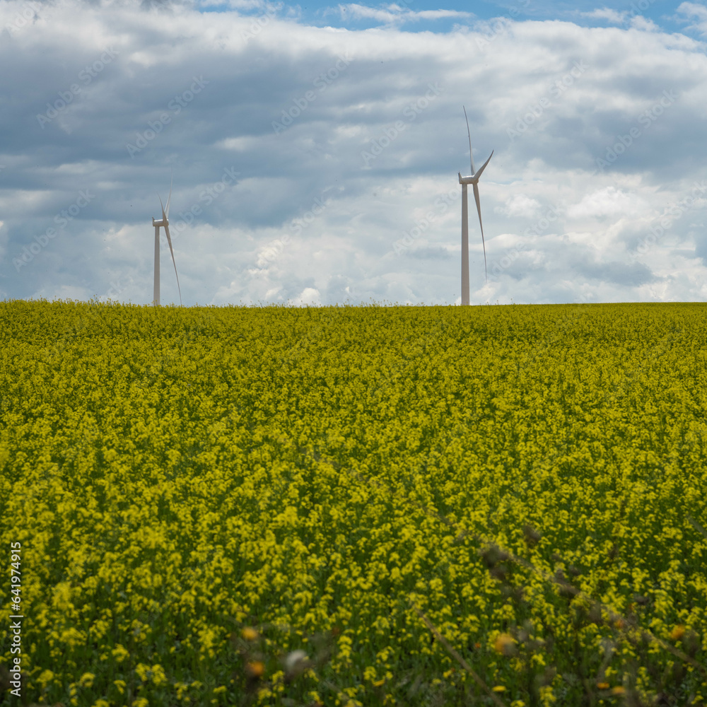 Windmills for electric power surrounded by a rapeseed field against a cloudy sky, Energy Production with clean and Renewable Energy, High quality photo Windmills for electric power surrounded by a rapeseed field against a cloudy sky, Energy Production with clean and Renewable Energy, High quality photo