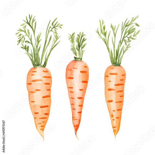 Hand drawn watercolor carrots set isolated on white